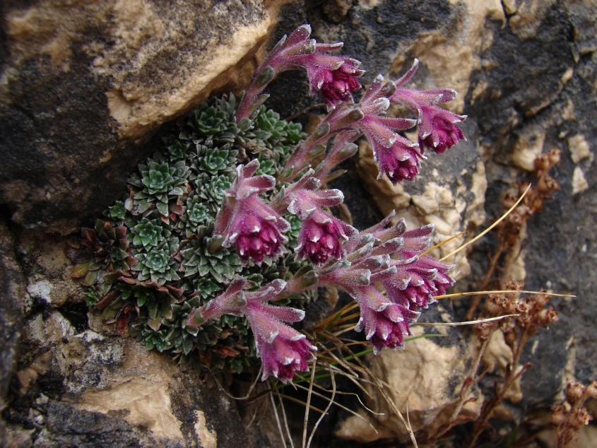Saxifraga porophylla / Sassifraga porosa